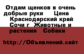 Отдам щенков в очень добрые руки!! › Цена ­ 1 - Краснодарский край, Сочи г. Животные и растения » Собаки   